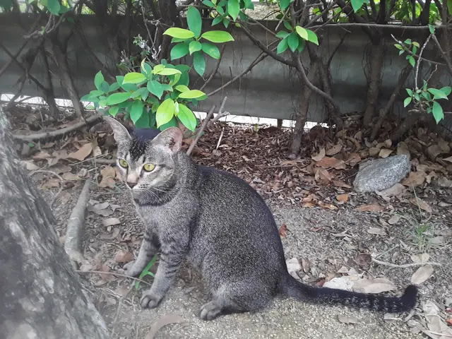イメージ写真：猫