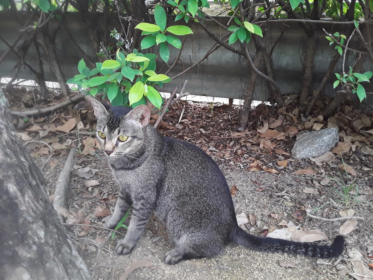 イメージ写真:猫