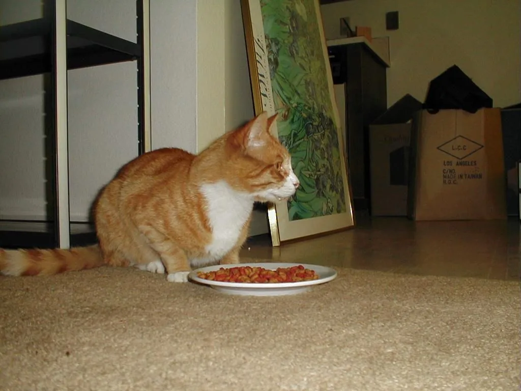 乾燥フードの皿の前に座る茶白の猫の資料写真。投稿者の3匹や家ではなく、原文のウェットフードでもありません。