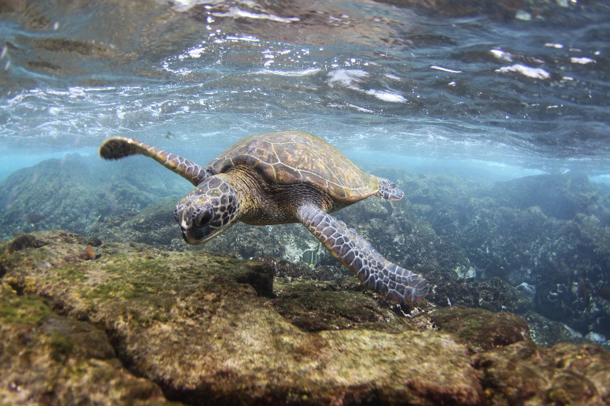 資料写真:アオウミガメ(2016年6月2日撮影)。今回の澎湖・望安の2匹や放流を写したものではありません。