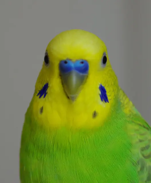 イメージ写真：セキセイインコ。投稿者の鳥ではありません。
