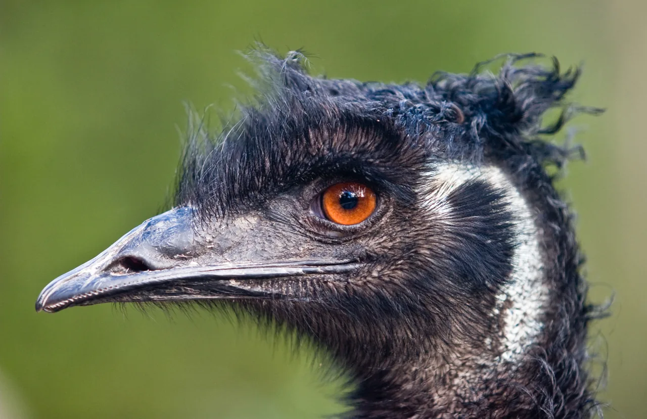 2005年撮影のエミューの資料写真。サンタクルーズで捕獲された鳥ではありません